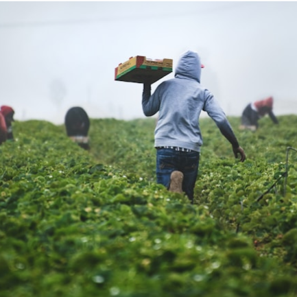 Resilient Farmers